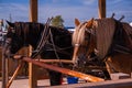 Draft horses in harness pulling a wagon along the street Royalty Free Stock Photo