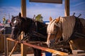 Draft horses in harness pulling a wagon along the street Royalty Free Stock Photo
