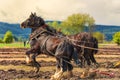 Draft Horses hooked to a plow Royalty Free Stock Photo