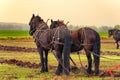 Draft Horses hooked to a plow Royalty Free Stock Photo