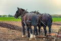 Draft Horses hooked to a plow