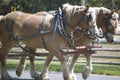 Draft horses II Royalty Free Stock Photo