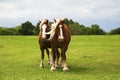 Draft Horses on the Bluebonnet Trail Near Ennis, Texas Royalty Free Stock Photo