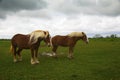 Draft Horses on the Bluebonnet Trail Near Ennis, Texas Royalty Free Stock Photo