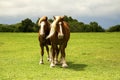 Draft Horses on the Bluebonnet Trail Near Ennis, Texas Royalty Free Stock Photo