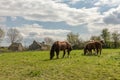 Draft horses in the meadow in the Cevennes, Occitania, France