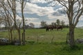 Draft horses in the meadow in the Cevennes, Occitania, France