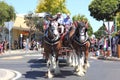 Draft horses on parade