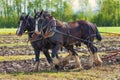 Draft Horses Plowing a Field Royalty Free Stock Photo