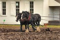 Draft Horses Plowing a Field Royalty Free Stock Photo