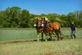 Draft Horses Plowing Field Royalty Free Stock Photo