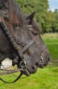 Draft horses Royalty Free Stock Photo
