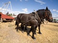 Draft horses pull the cable.