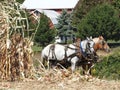 Draft horses pull corn stalk wagon Royalty Free Stock Photo