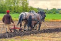 Draft Horses pull a plow guided by a man Royalty Free Stock Photo