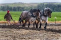 Draft Horses pull a plow guided by a man Royalty Free Stock Photo