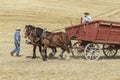 Draft horses pulling a wagon. Royalty Free Stock Photo