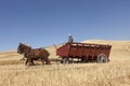 Draft horses pulling the wheat wagon. Royalty Free Stock Photo