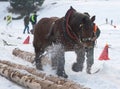 Draft horses race