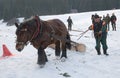 Draft horses race