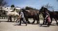 Draft Horses Return To Mackinac Island Royalty Free Stock Photo