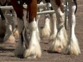 Draft horses standing at show.