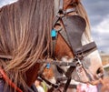 Draft Horses In A Street Parade Royalty Free Stock Photo