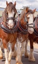 Draft Horses In A Street Parade Royalty Free Stock Photo