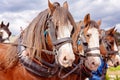 Draft Horses In A Street Parade Royalty Free Stock Photo