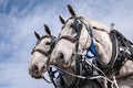 Draft horses,team Royalty Free Stock Photo