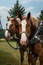 Draft Horses Tied to Trailer Look Out Royalty Free Stock Photo