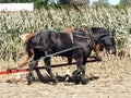 Draft horses in wagon harness in dry corn field Royalty Free Stock Photo