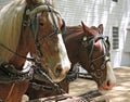 Pair of draft horses