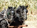 Draft horses working on the farm in corn field Royalty Free Stock Photo