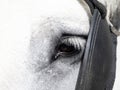 Draft working horse close up detail