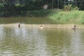 Drag net fishing in india fishing in pond water