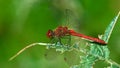 Dragenfly - a Ruddy Darter sitting on leaf in the sunlight Blutrote Heidelibelle