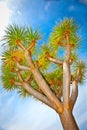 Drago tree in Orotava, Tenerife, Spain.