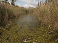 Dragoman Swamp reed. Birds and nature.