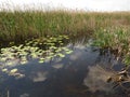 Dragoman Swamp reed and wooden path through it.