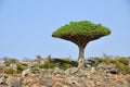 Dragon blood tree