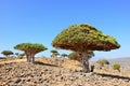 Dragon Blood Tree