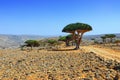 Dragon Blood Tree