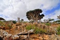 Dragon Blood Tree and bottle trees on Socotra, Yemen Royalty Free Stock Photo
