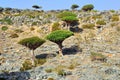 Dragon Blood Tree, Socotra