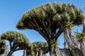 Dragon Blood Trees From Canary Islands