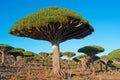 Dragon Blood trees forest at sunset, Socotra, Yemen