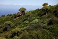 Dragon Blood Trees on La Palma