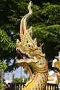 Dragon chinese in thai temple