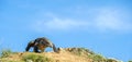 The dragon comes on the blue sky background. Komodo dragon on island Rinca.The Komodo dragon, Varanus komodoensis